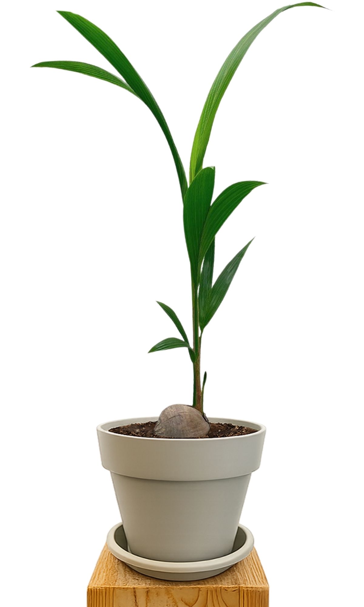 Plant kit 30 Sand